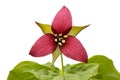 Red trillium