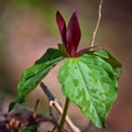 Red Trillium