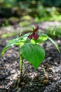 Red Wake Robin Trillium erectum, with maroon flower