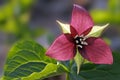 Red trillium flower