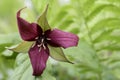 Red trillium