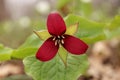 Red trillium