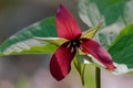 Red trillium growing wild in the forest