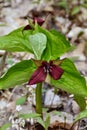 Red Trillium (Trillium erectum) flowers in bloom along hiking trail at Copeland Forest