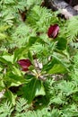 Red Trillium (Trillium erectum) flowers growing along hiking trail at Copeland Forest