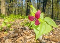 Red trillium wildflower plant on forest floor, Spring