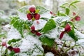 Red Trilliums in Snow Royalty Free Stock Photo