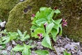 Red Trilliums (Trillium erectum) growing next to mossy tree trunk along hiking trail at Copeland Forest