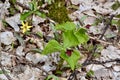 Red Trilliums (Trillium erectum) & Yellow Trout Lily (Erythronium americanum) flowers growing along hiking trail at Copeland For