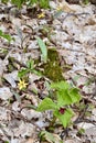Red Trilliums (Trillium erectum) & Yellow Trout Lily (Erythronium americanum) flowers growing along hiking trail at Copeland For