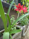 A red trompet flower tree growing in a flower pot in front of the house fence