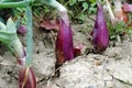 Red Tropea onions still in soil