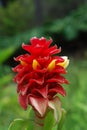 Red Tropical Aphelandra Flowers