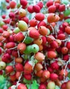 Red tropical berries -Fruit of the Christmas Palm Royalty Free Stock Photo