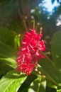 Red, tropical, blooming flower