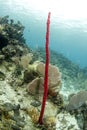 Red tropical erect rope sponge, utila, honduras Royalty Free Stock Photo