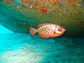 Red Tropical Fish Royalty Free Stock Photo