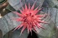 Red tropical flower Aechmea