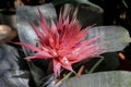 Red tropical flower Aechmea