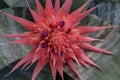 Red tropical flower Aechmea