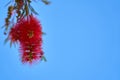 Red tropical flower with blue and clear sky in the background Royalty Free Stock Photo