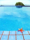 Red tropical Flower, blue resort swimming pool Royalty Free Stock Photo