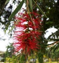 Red tropical flower Callistemon