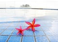 Red tropical flowers at misty resort pool Royalty Free Stock Photo