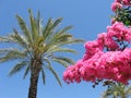 Red tropical flowers, palm tree and blue sky as a background Royalty Free Stock Photo