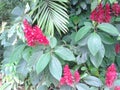 Red tropical flowers