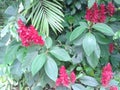 Red tropical flowers