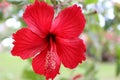 Red tropical Hibiscus flower with a blurred background