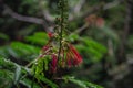 Red tropical jungle flower