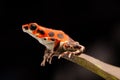 Red tropical poison dart frog