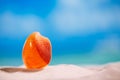 Red tropical shell on white beach sand under sun light