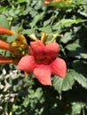 Trumpet creeper flower