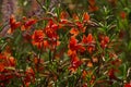 Red Trumpet Flowers in Bloom Royalty Free Stock Photo