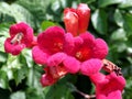 Red trumpet flowers with slightly blurred green leaves  2 Royalty Free Stock Photo