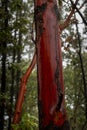 The red trunk of Madrone, Arbutus menziesii