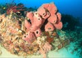 Red tube sponge