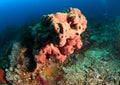 Red tube sponge