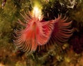 Red Tube-Worm underwater Royalty Free Stock Photo