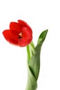 Red tulip Royalty Free Stock Photo