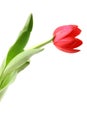 Red tulip Royalty Free Stock Photo