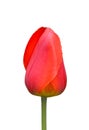 Red tulip Royalty Free Stock Photo