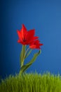 Red tulip