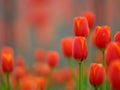 Red tulip Royalty Free Stock Photo