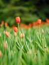 Red tulip Royalty Free Stock Photo