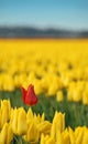 Red Tulip Royalty Free Stock Photo