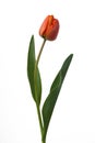 Red tulip Royalty Free Stock Photo